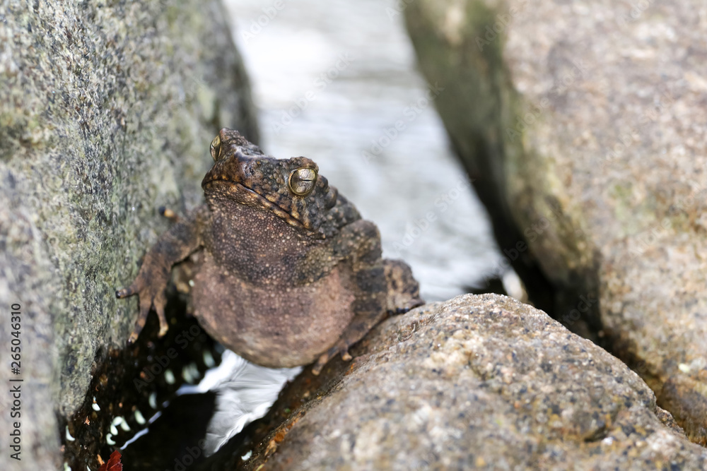 Large frog toad perched on rock in a waterfall Large frog toad perched on rock in a waterfall
