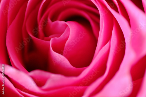 pink rose macro