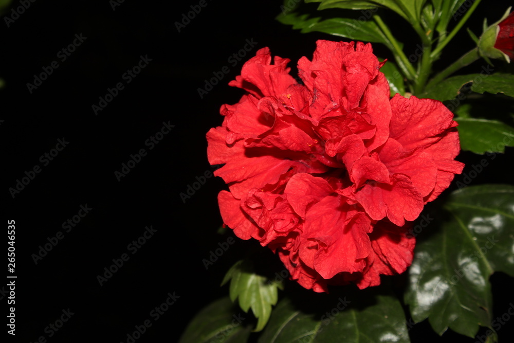 Macro of beautiful red hibiscus flower. Isolated on black background