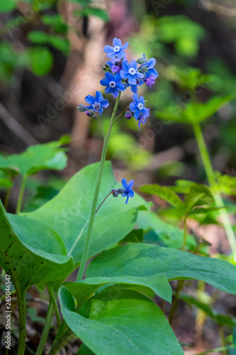 Pacific Hound’s Tongue: Wildflower in Oregon