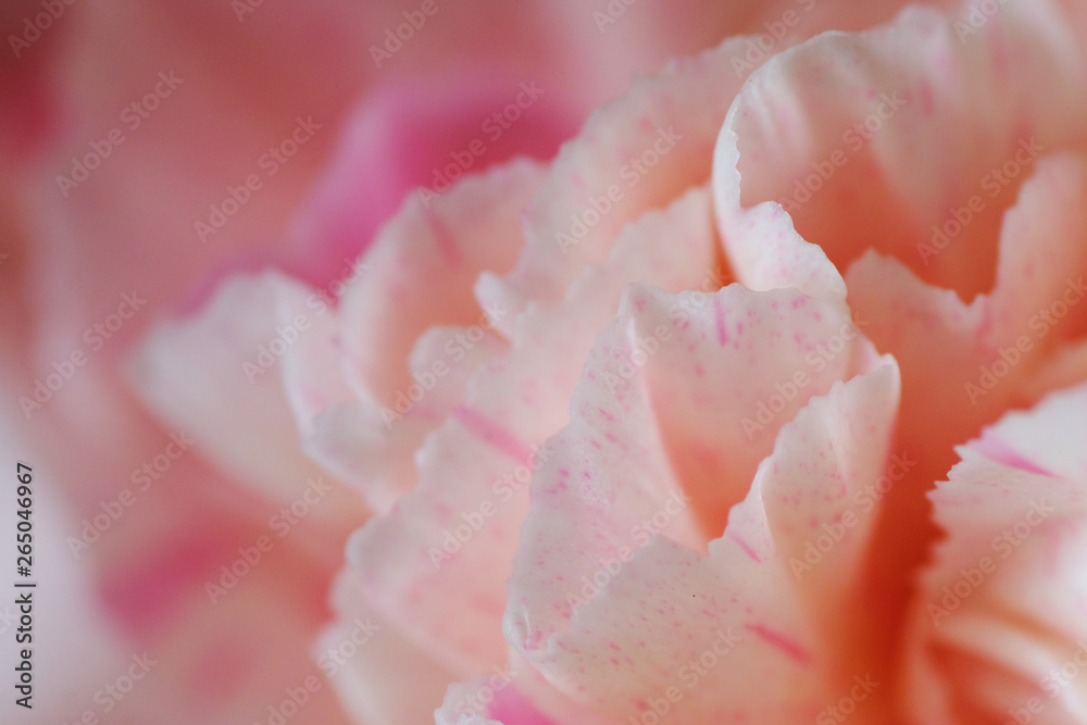 closeup of pink carnation flower