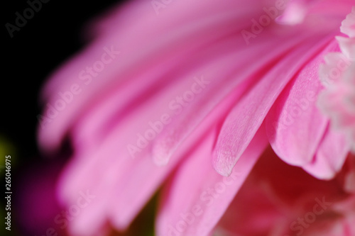 closeup of pink carnation flower