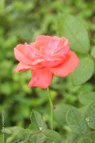 Fototapeta Naklejka Na Ścianę i Meble -  Close up of rose flower