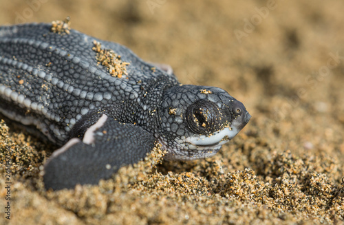 Leatherback Sea Turtle  photo