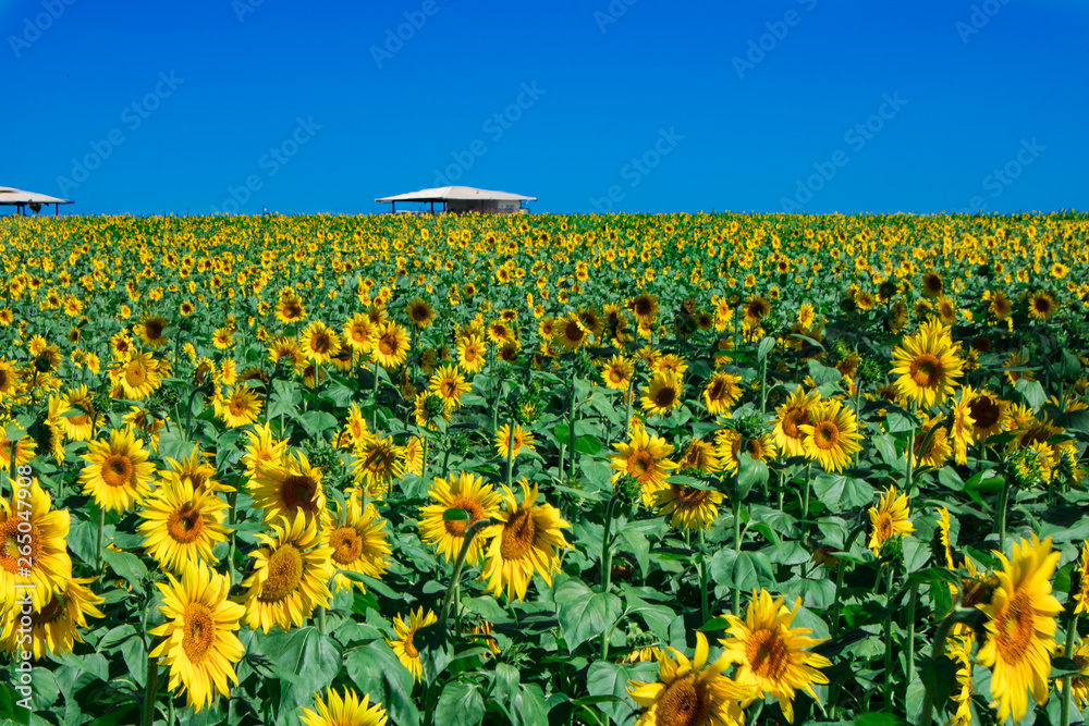 Sunflower Plantation Sunflower Plantation