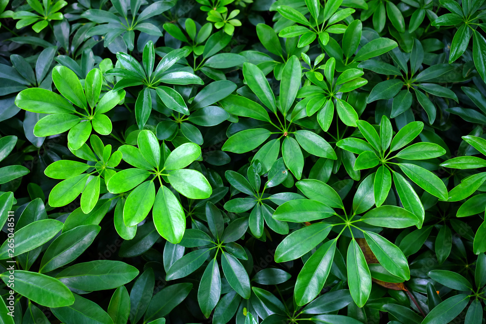 Close up Green Bush Background. Close up Green Bush Background.
