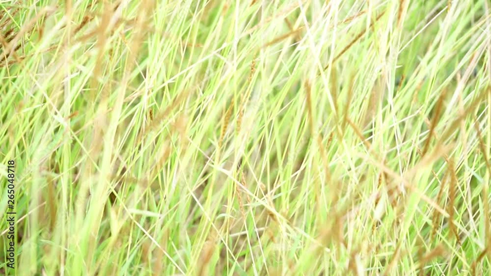 Grass flower nature on summer season 2019 at phutet, thailand Grass flower nature on summer season 2019 at phutet, thailand