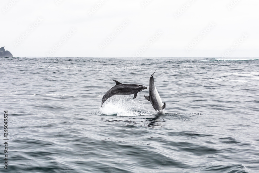 Obraz premium Common bottlenose dolphin in Atacama Desert coast at Chañaral Island. Jumping dolphins playing during a boat trip at Chilean Atacama Desert, an amazing sea wild life to enjoy on a wild environment