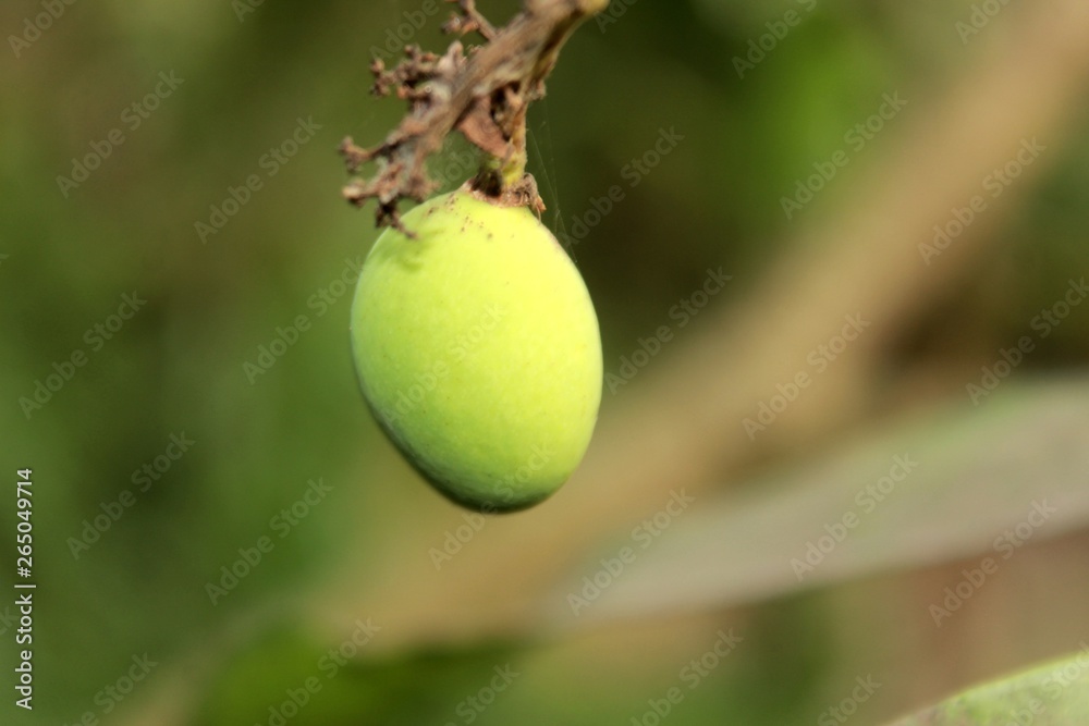 Obraz premium green mango on a tree