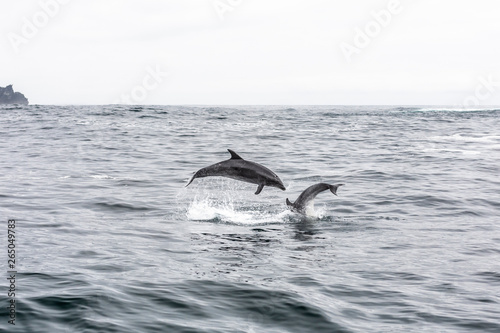 Common bottlenose dolphin in Atacama Desert coast at Cha  aral Island. Jumping dolphins playing during a boat trip at Chilean Atacama Desert  an amazing sea wild life to enjoy on a wild environment