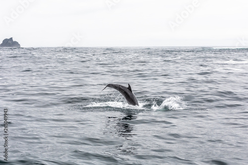 Common bottlenose dolphin in Atacama Desert coast at Chañaral Island. Jumping dolphins playing during a boat trip at Chilean Atacama Desert, an amazing sea wild life to enjoy on a wild environment