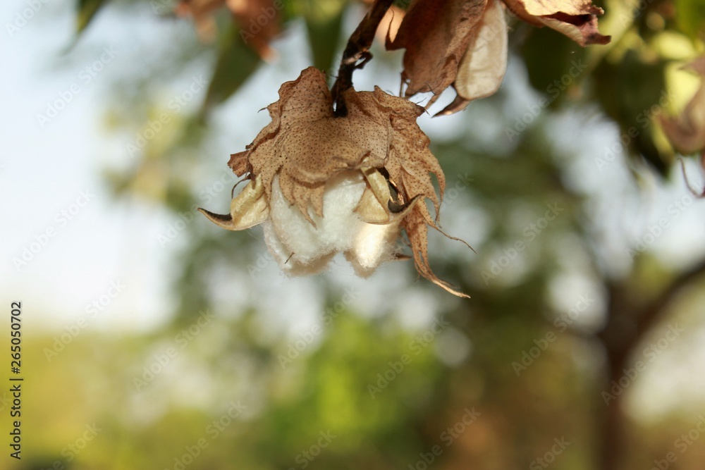 Fototapeta premium Ripe Cotton bud crop in full bloom