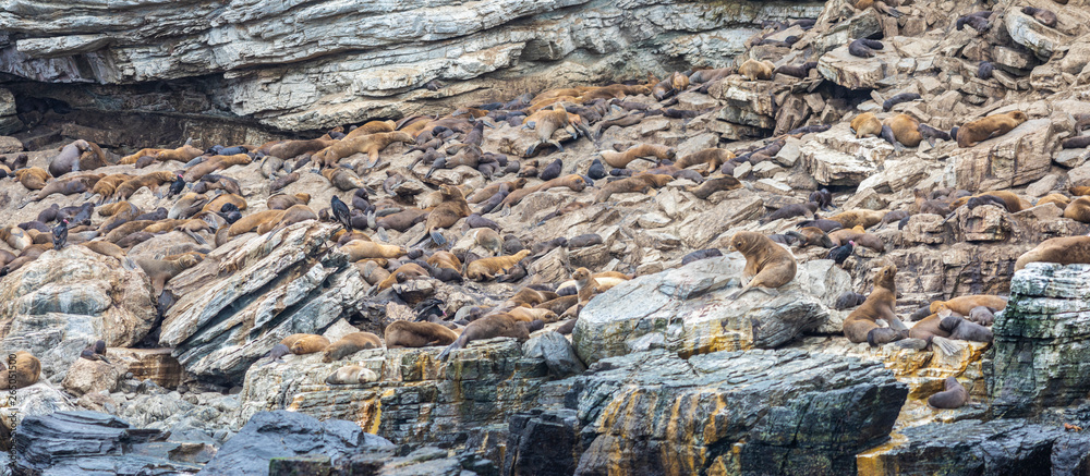 The beauty of wild life at Atacama Desert, an Island populated by sea lions and an amazing sea life at Chañaral Island in North Chile at the Pacific Ocean coastline. An awe sea wild environment
The beauty of wild life at Atacama Desert, an Island populated by sea lions and an amazing sea life at Chañaral Island in North Chile at the Pacific Ocean coastline. An awe sea wild environment