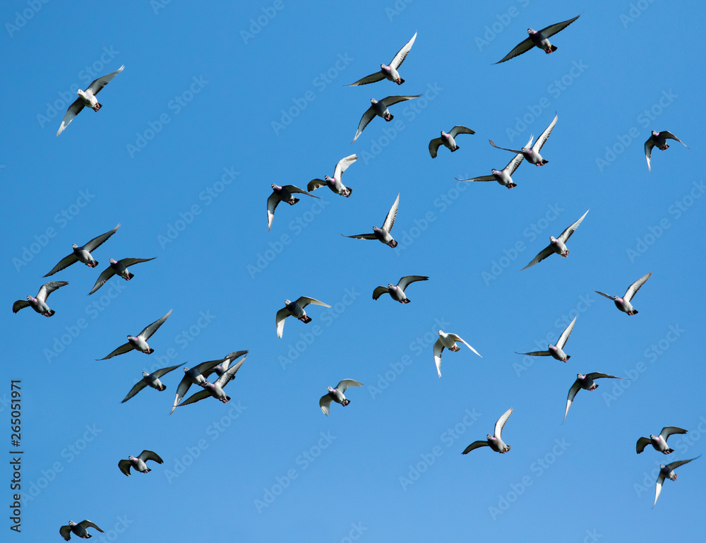 flock speed racing pigeon bird flying against clear blue sky