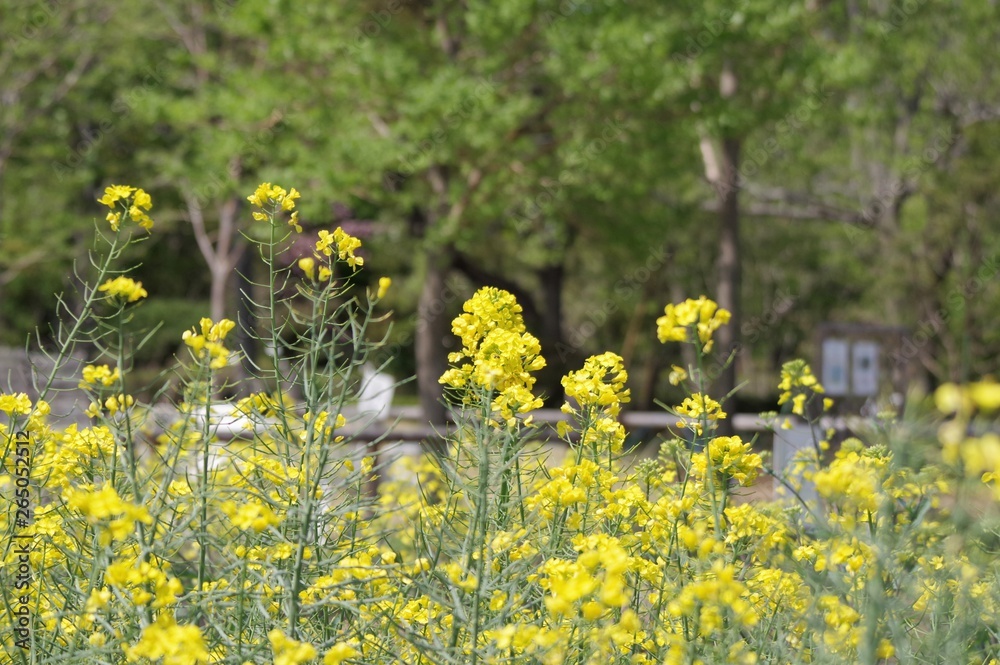 Obraz premium セイヨウアブラナの花