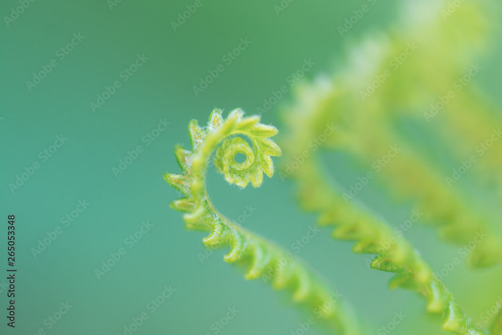 Fototapeta premium Green Leaves, foliage nature spring background blank for design