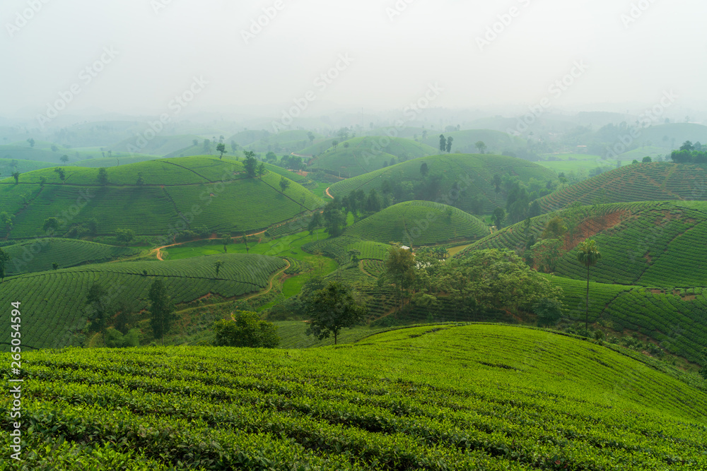 Tea plantation in Phu Tho, Vietnam