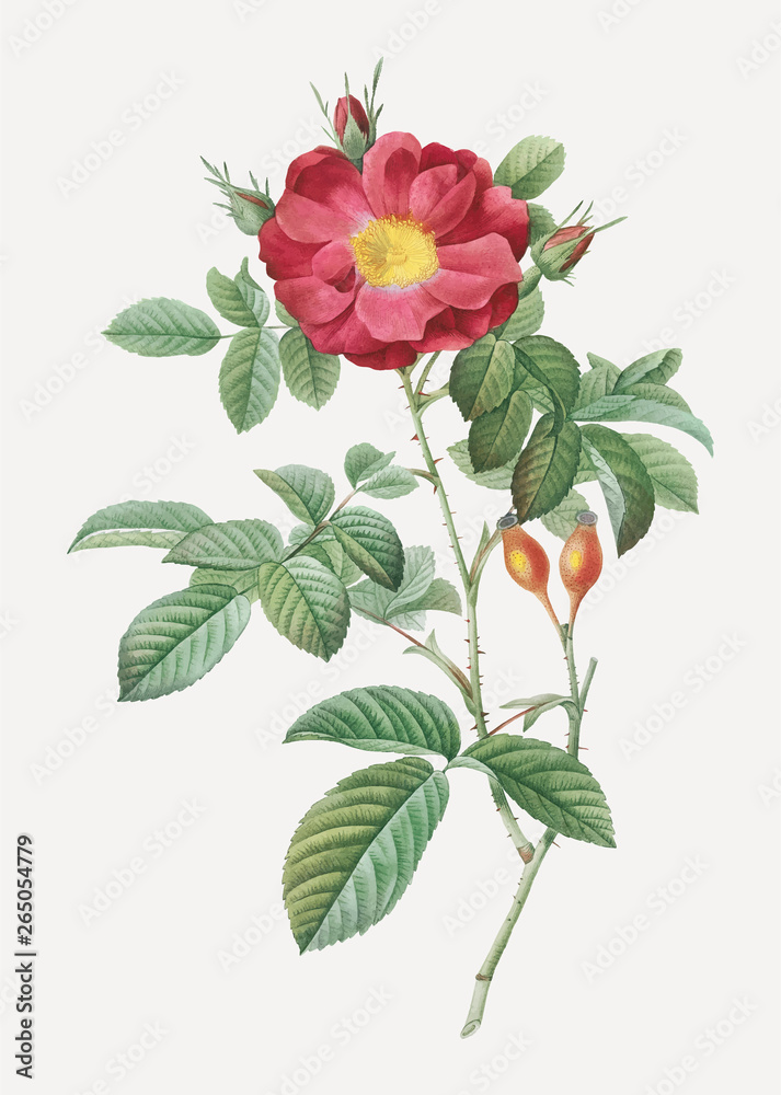 Blooming red postrland rose Blooming red postrland rose