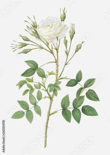 White rose of rosenberg photo