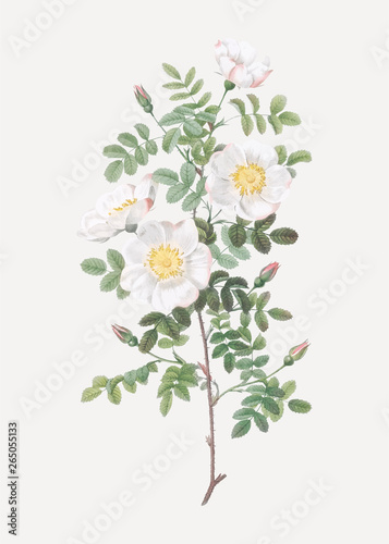 White burnet roses