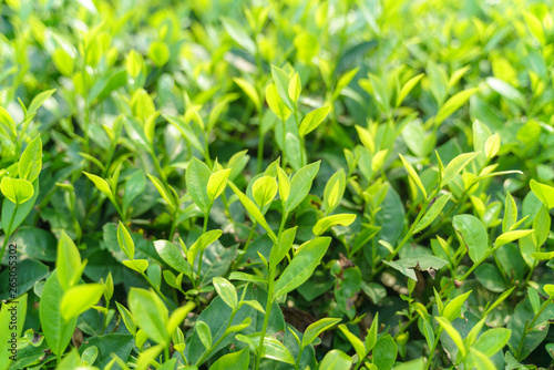 Fresh green tea leaves and buds in a tea plantation in morning © Hanoi Photography