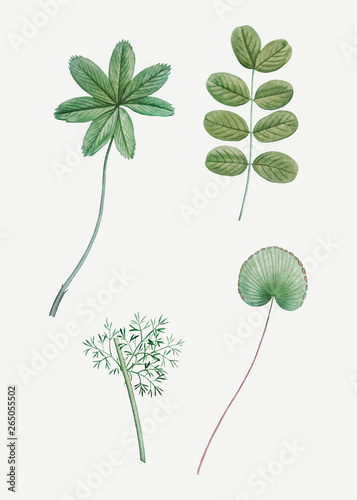 Various green leaves