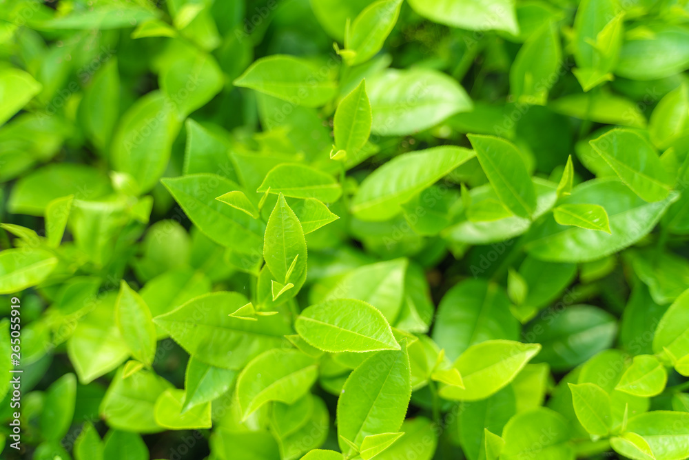 Fresh green tea leaves and buds in a tea plantation in morning Fresh green tea leaves and buds in a tea plantation in morning