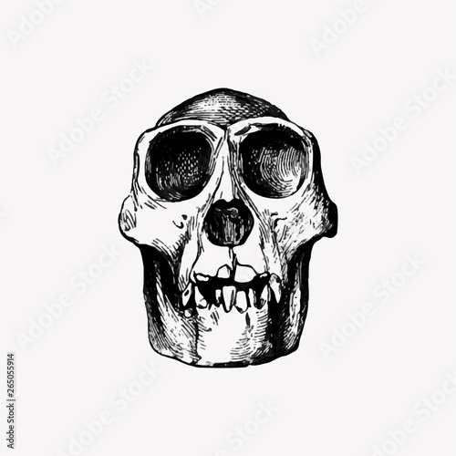 Skull in vintage style