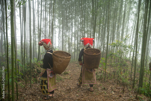 Vietnamese ethnic minority Red Dao women in traditional dress and basket on back in misty bamboo forest in Lao Cai, Vietnam photo