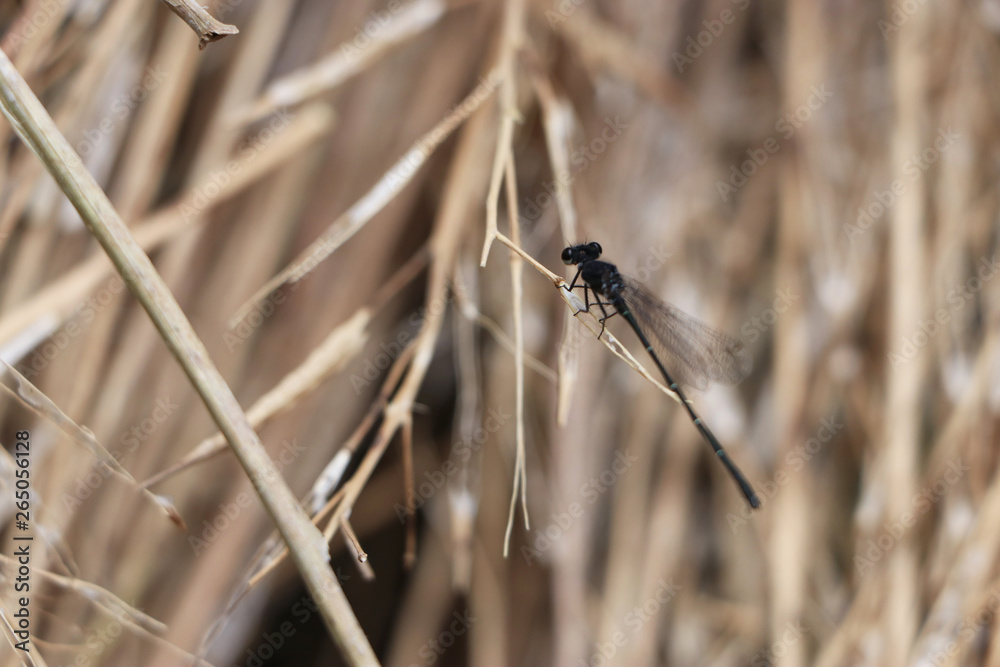 Dragonfly Dragonfly