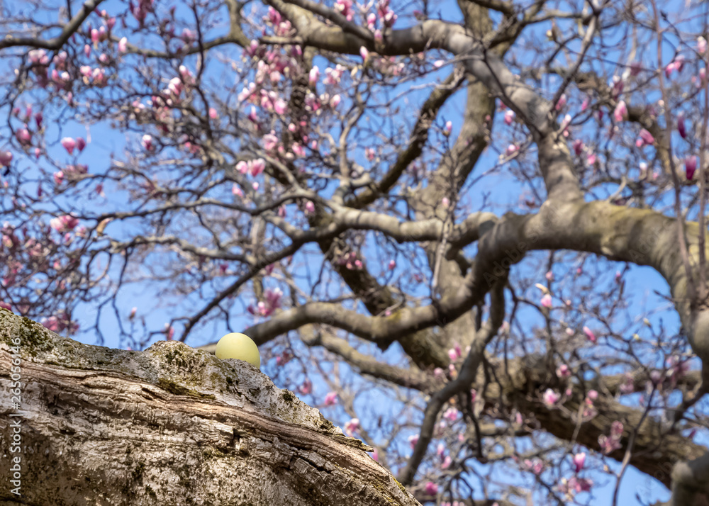 Obraz premium Yellow Easter egg hidden on the branch of a budding magnolia tree.