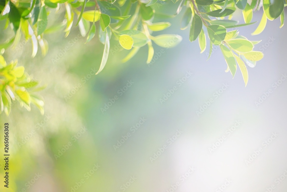  Nature leaf green in the garden.Concept organic leaves green and clean ecology in summer sunlight plants landscape. bokeh blurred bright green use texture wallpaper natural background.selective focus