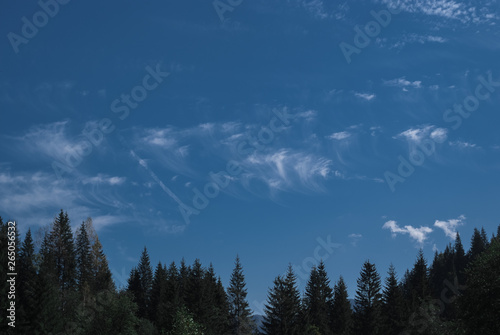 The beautiful scenic forests on sky background in Carpathian Mountains  Ukraine