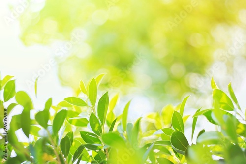 Nature leaf green in the garden.Concept organic leaves green and clean ecology in summer sunlight plants landscape. bokeh blurred bright green use texture wallpaper natural background.selective focus