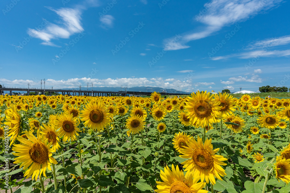 Fototapeta premium Field of full blooming sunflowers and blue sky. Japan
