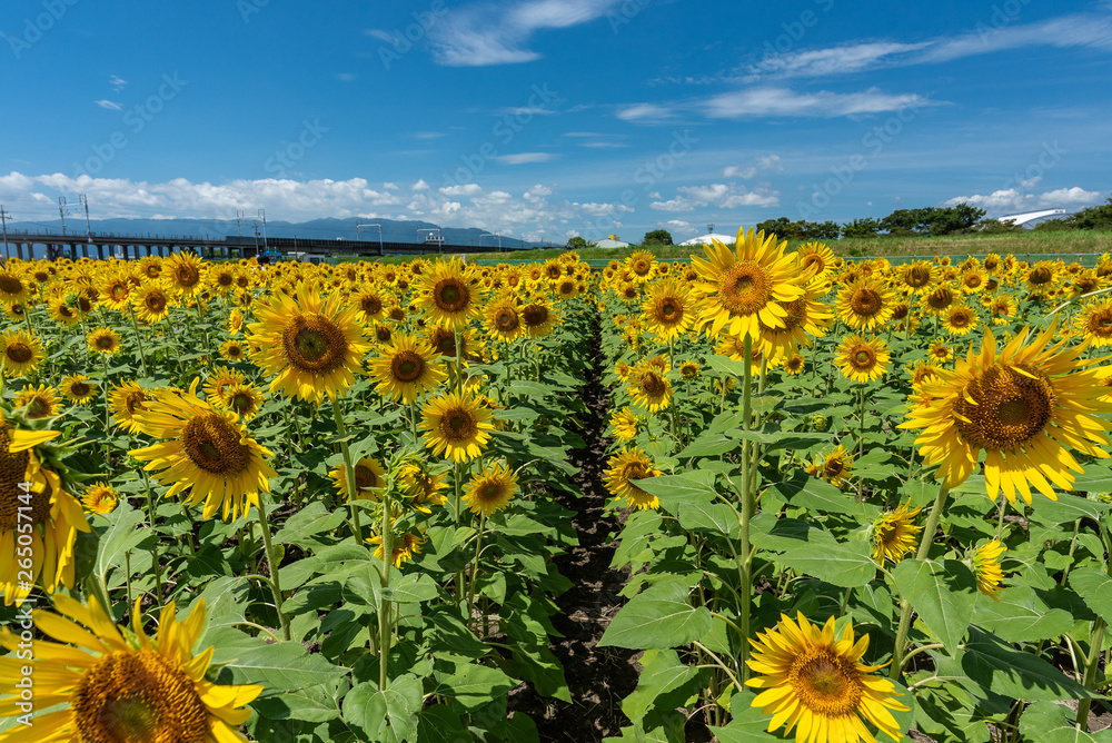 The country road surrounded full blooming sunflowers with blue sky and clouds - obrazy, fototapety, plakaty 