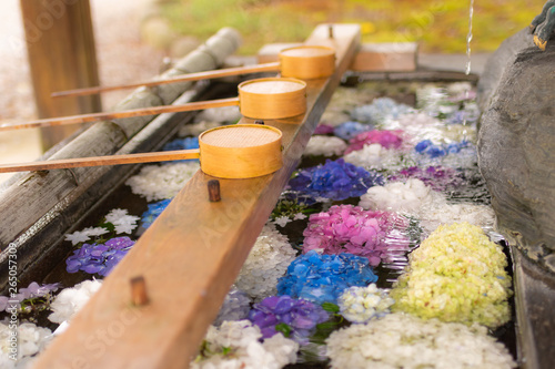 A lot of colorful hydrangeas are floating in the japanese water bowl. Aichi  Japan