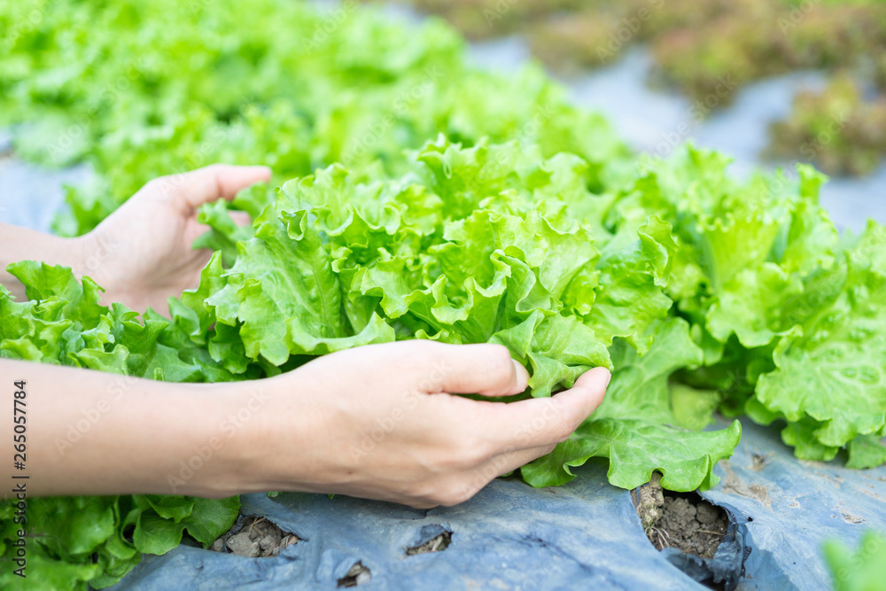 Hydroponic vegetables salad in caring hands at salad farm. Hydroponic vegetables salad in caring hands at salad farm.