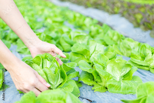 Hydroponic vegetables salad in caring hands at salad farm.