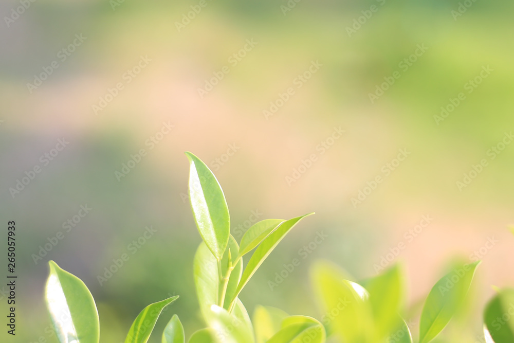 Nature leaf green in the garden.Concept organic leaves green and clean ecology in summer sunlight plants landscape. bokeh blurred bright green use texture wallpaper natural background.selective focus Nature leaf green in the garden.Concept organic leaves green and clean ecology in summer sunlight plants landscape. bokeh blurred bright green use texture wallpaper natural background.selective focus