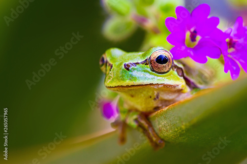 Cute frog. Green nature background.