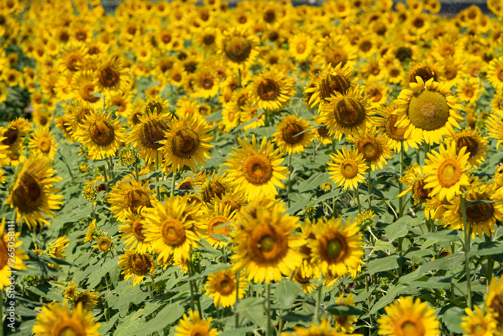 Sunflowers are blooming densely in the summer August. Japan Sunflowers are blooming densely in the summer August. Japan