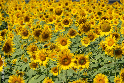 Fototapeta Naklejka Na Ścianę i Meble -  Sunflowers are blooming densely in the summer August. Japan