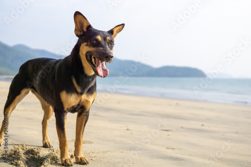 Dog on the beach.