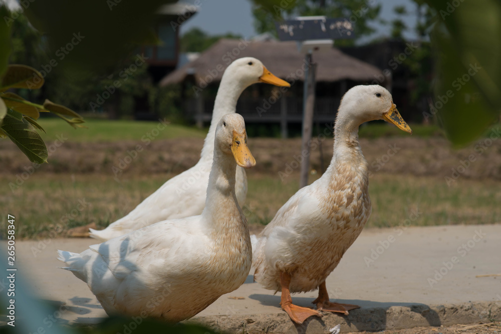 White duck in the farm.