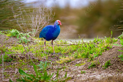 Blue bird. Purple Swamphen. Nature background. Bafra Samsun. Turkiye. photo