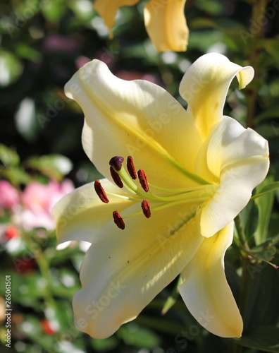 Lilies. The unusual coloring of elegant flowers fascinates. White and purple, colors of gold and morning dawn.