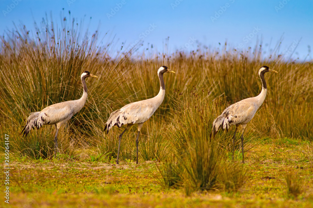 Common Crane. Blue green Nature background. Samsun Turkey.