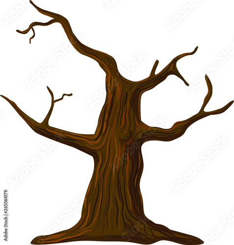 Leafless dead tree isolated on white background