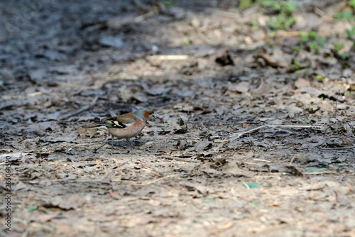 Chaffinch walking on the ground in the spring forest © Talulla